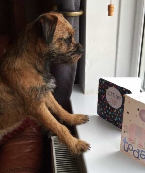 my borddr terrier wants to go out by jan t