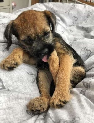my border terrier puppy by jack s