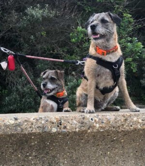 my border terriers on patrol by angela m