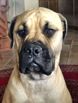 my bull mastiff didn't do it by curta es