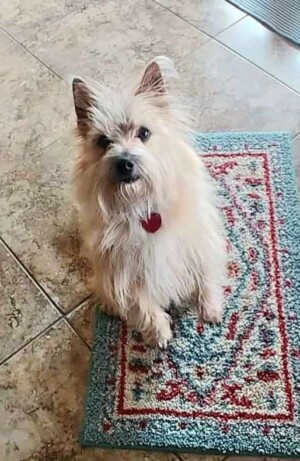 my cairn terrier by darrell c