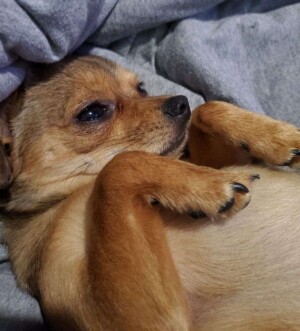 my chihuahua by kelly m
