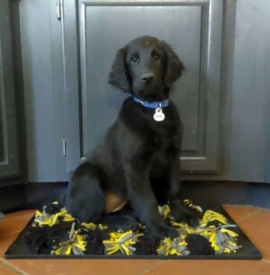 my fcr puppy by sharmin