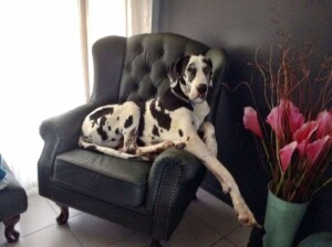 my great dane by nedda k