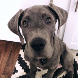 my great dane puppy by carly a (1)