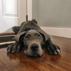 my great dane puppy by carly a (2)