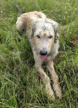 my irish wolfhound by diana p