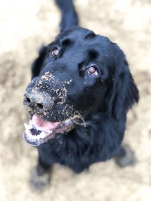 on a hike with my fcr by jessica s