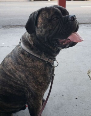 ozzy the 16 month old bull mastiff by elayne h