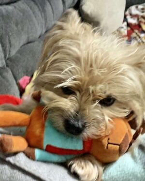 My Benny is ALL Cairn Terrier! I love my hard headed, fun loving, fearless boy! He loves me right back!