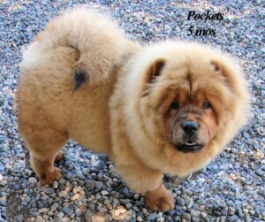 pockets and buttons the chow chows by mary b (1)