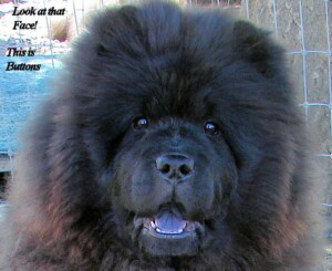 pockets and buttons the chow chows by mary b (2)