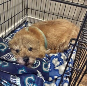 punky the cairn terrier by callie w