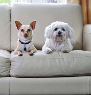rico the chihuahua and mia the maltese by mia r (1)