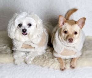 rico the chihuahua and mia the maltese by mia r (2)