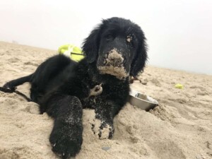 ruben the fcr puppy by jessica s