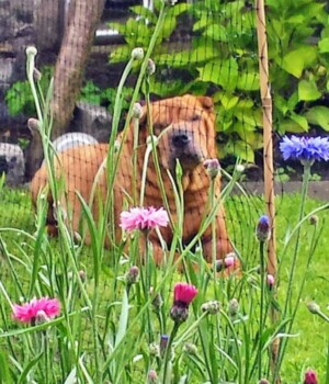 rudi the sharpei in the garden by karen c
