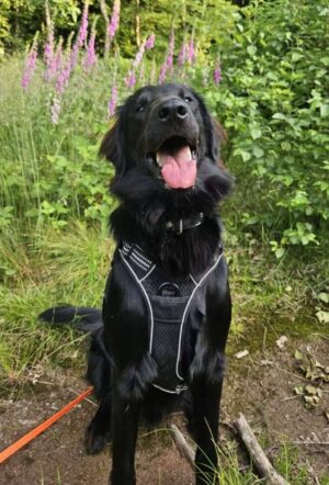 sopste the flat coated retriever