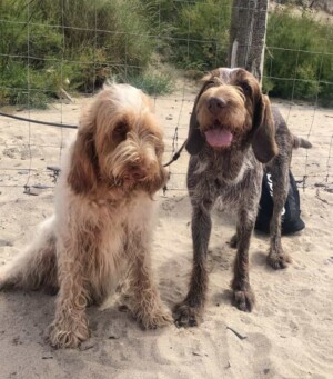 spinoni italiano bella and nico by carol h