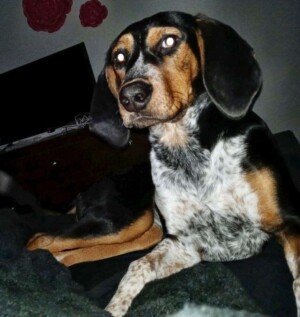 summer the tricolor beagle by katheryn mhc
