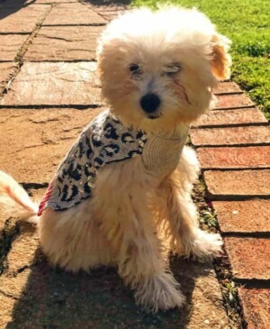tammy the maltese in the garden by tammytheterror
