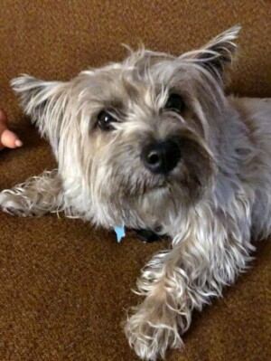 toto is a 2 year old cairn terrier by jenn r