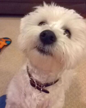 treats for tammy the maltese by harris r