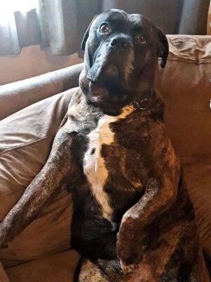 tyrone the bull mastiff by paula a