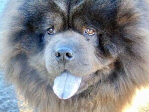 vasili the blue chow and mishka the cream chow by leyanne g (1)