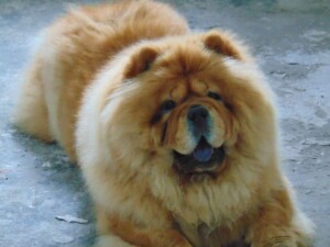 vasili the blue chow and mishka the cream chow by leyanne g (2)