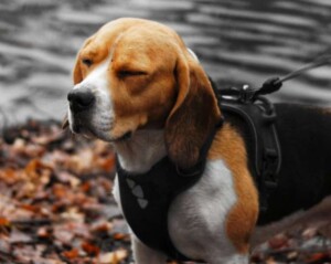 wanda the beagle by wanda beagle boris (1)
