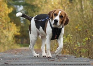 wanda the beagle by wanda beagle boris (2)