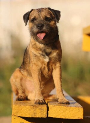 zeus the king of border terriers by Елена Ш
