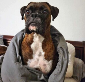 storm the brondle boxer dog by sparks and storm (1)