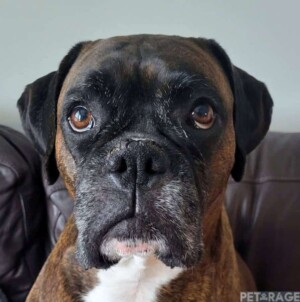 storm the brondle boxer dog by sparks and storm (10)