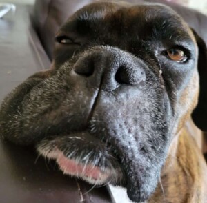 storm the brondle boxer dog by sparks and storm (11)