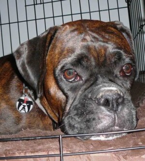 storm the brondle boxer dog by sparks and storm (12)