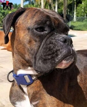 storm the brondle boxer dog by sparks and storm (13)