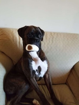 storm the brondle boxer dog by sparks and storm (14)