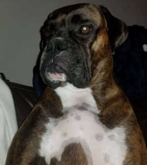 storm the brondle boxer dog by sparks and storm (15)