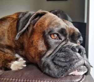 storm the brondle boxer dog by sparks and storm (4)