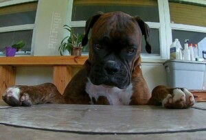 storm the brondle boxer dog by sparks and storm (6)