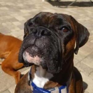 storm the brondle boxer dog by sparks and storm (7)