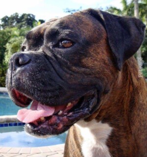 storm the brondle boxer dog by sparks and storm (8)