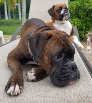 storm the brondle boxer dog by sparks and storm (9)