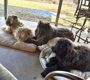 my bouvier des flandres by john h