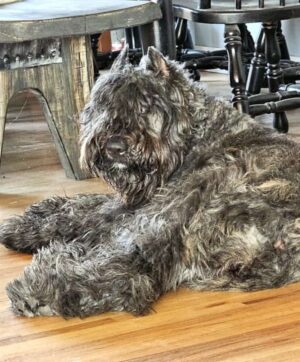 willow the bouvier des flandres by noname